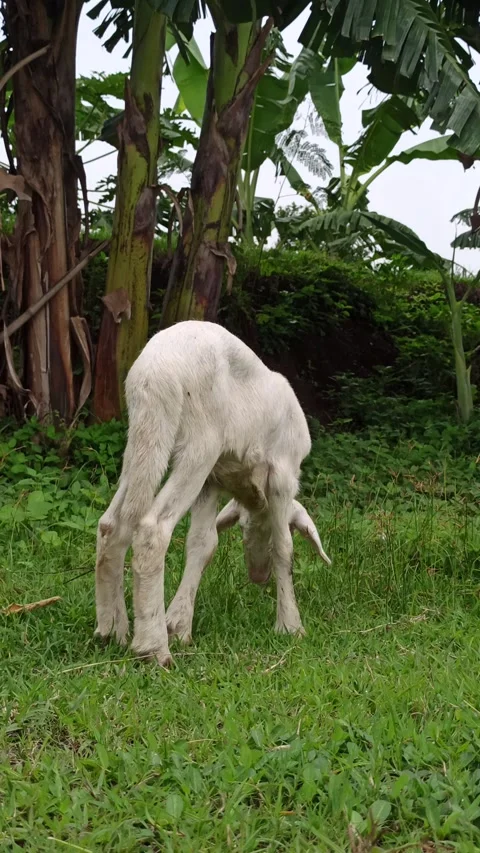 Goat farming Stock-Footage 300423751