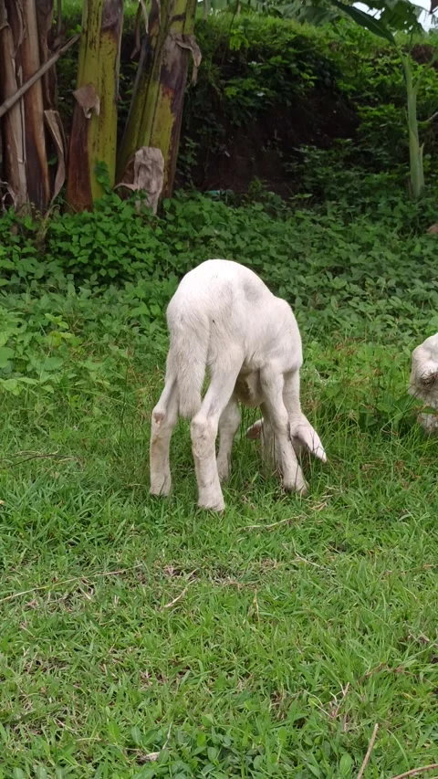Goat farming Video stock 300423776