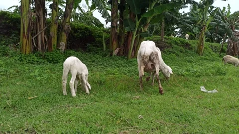 Goat farming Video stock 300423779
