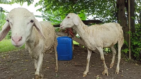 Goat farming Stock-Footage 300423843