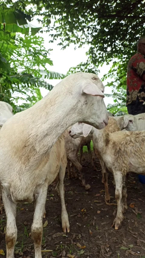 Goat farming Stock Footage 300423856