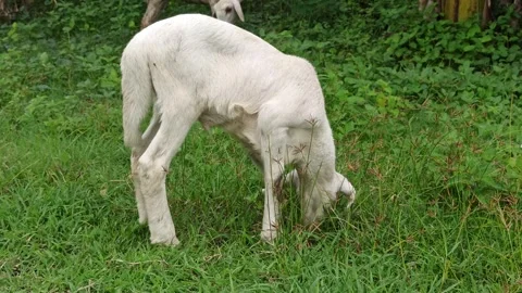 Goat farming Video stock 300423858