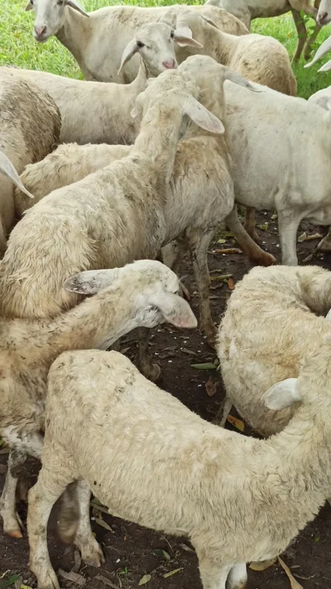 Goat farming Stock Footage 300423864