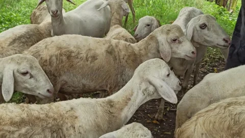Goat farming Video stock 300423913