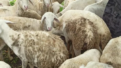 Goat farming Stock-Footage 300423933