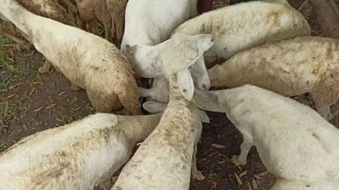 Goat farming Video stock 300423935