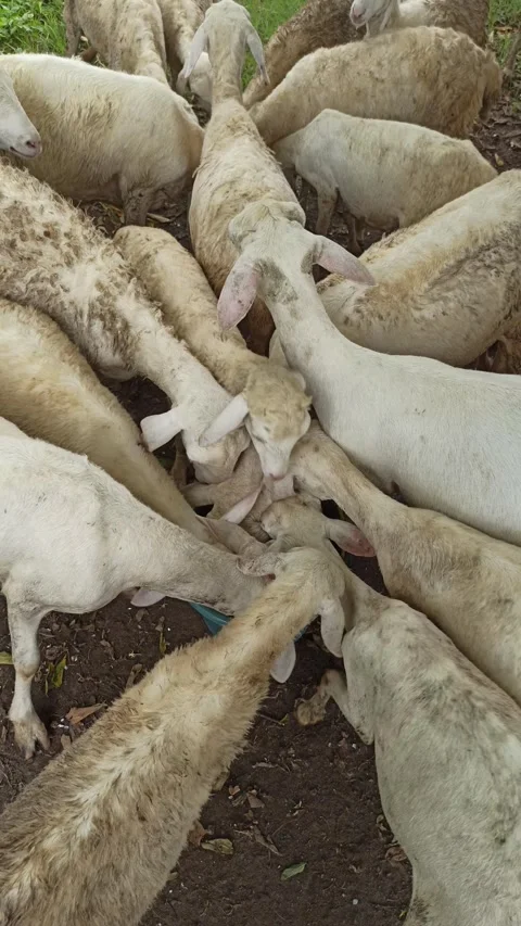 Goat farming Stock Footage 300423948