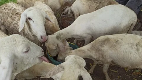 Goat farming Video stock 300423974