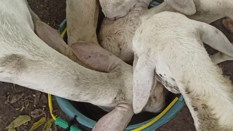 Goat farming Video stock 300424015