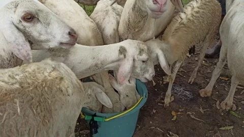 Goat farming Video stock 300424034