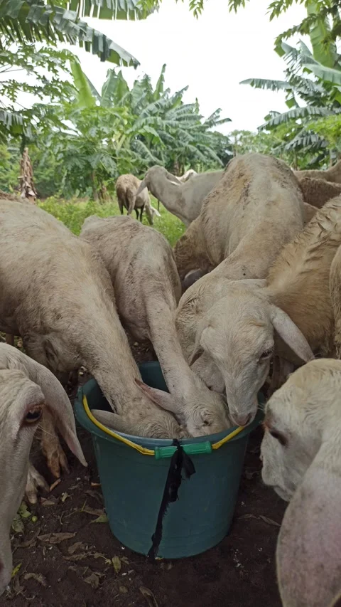 Goat farming Stock-Footage 300424037