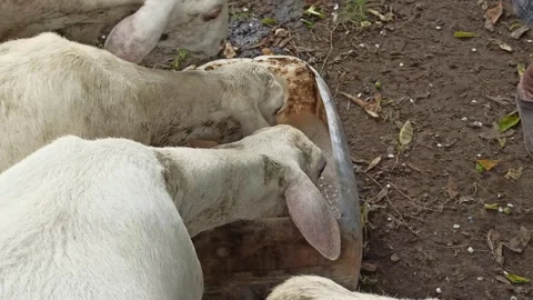 Goat farming Video stock 300424047