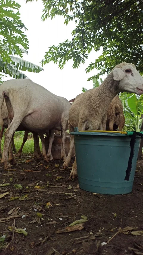 Goat farming Stock Footage 300424165