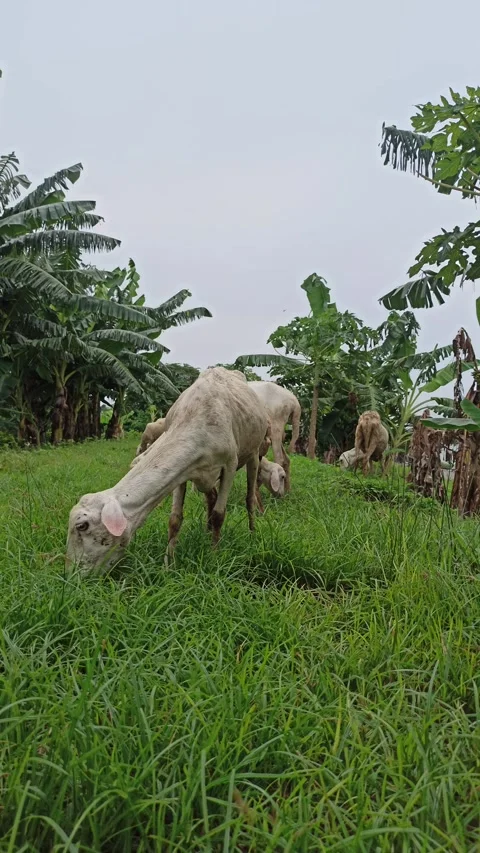 Goat farming Stock-Footage 300424307
