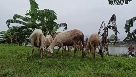 Goat farming Video stock 300424310