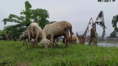 Goat farming Stock Footage 300424338