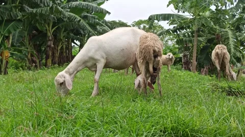 Goat farming Stock-Footage 300424344