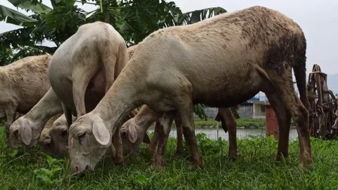 Goat farming Stock Footage 300424416