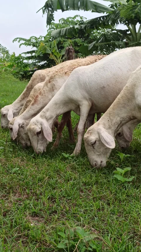 Goat farming Video stock 300424430