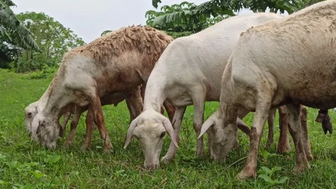 Goat farming Stock Footage 300424502