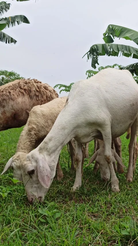 Goat farming Video stock 300424504