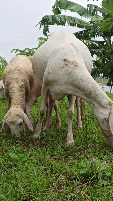 Goat farming Video stock 300424559