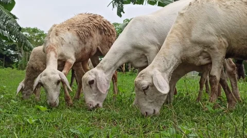Goat farming Stock Footage 300424570
