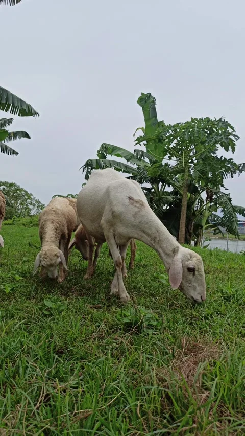 Goat farming Video stock 300424572