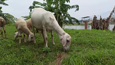 Goat farming Video stock 300424640