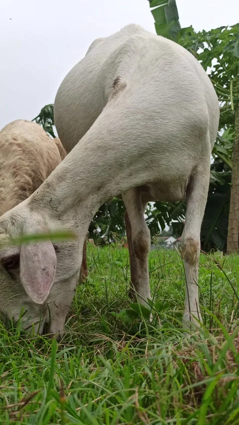 Goat farming Video stock 300424645