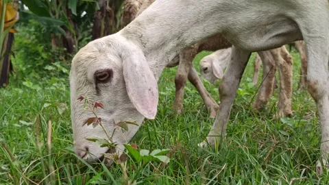 Goat farming Video stock 300424676