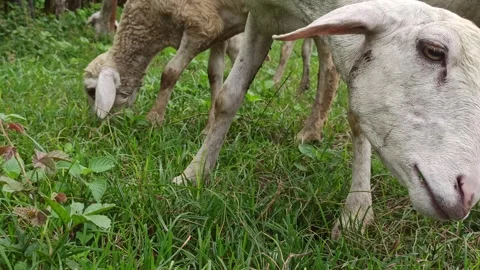 Goat farming Stock Footage 300424677