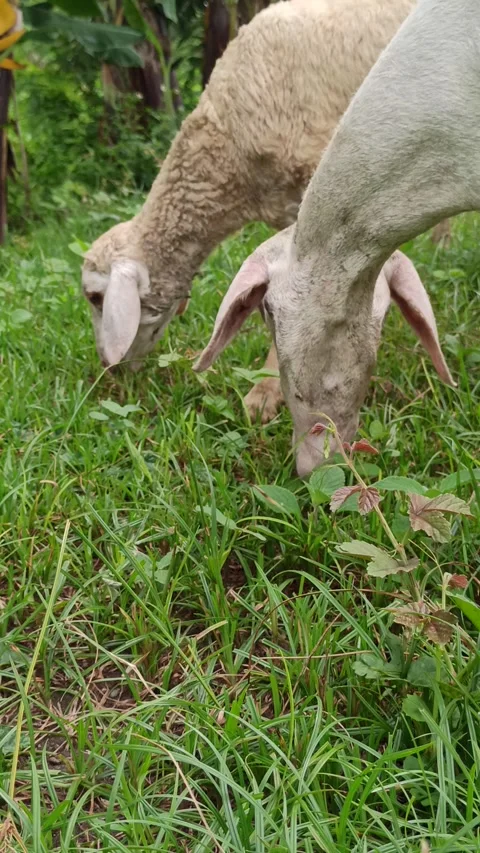 Goat farming Video stock 300424678