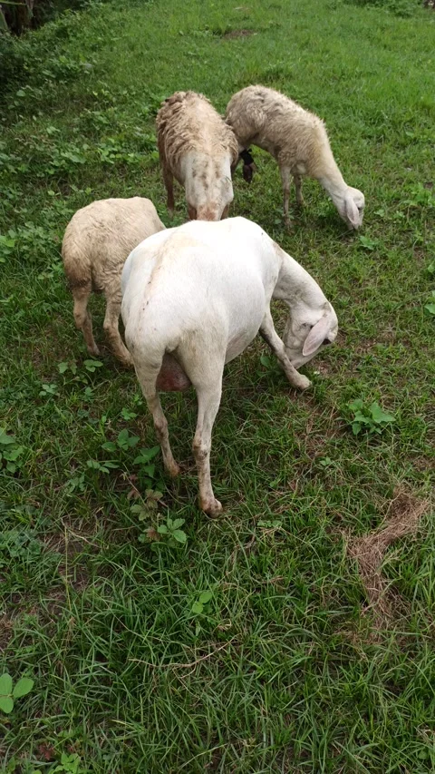 Goat farming Video stock 300424719