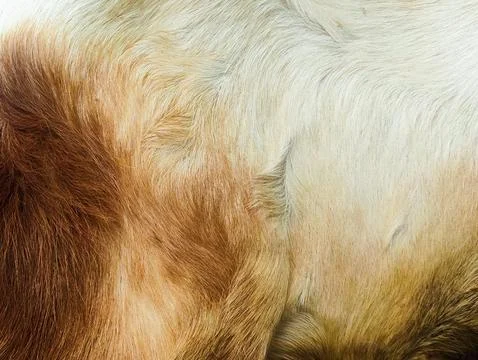 Goat feather texture For background. Stock Photos