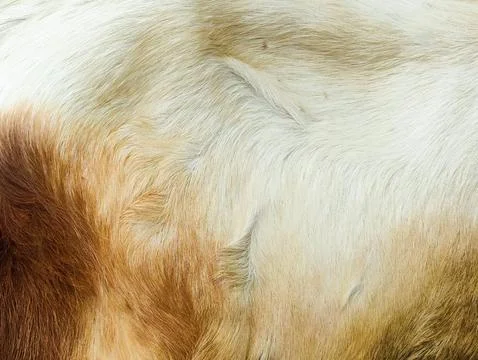 Goat feather texture For background. Stock Photos