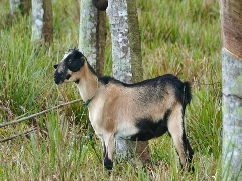 Goat fed to the field. Stockbeeldmateriaal 76766141