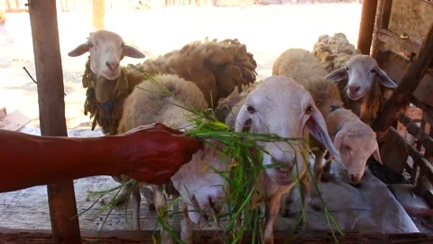 The goat is fed grass. Stock Footage 277108092