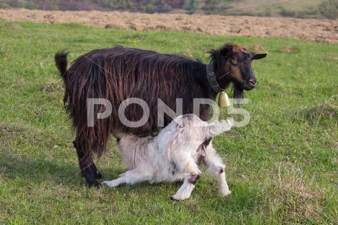 Goat feeding baby with milk in the meadow. Animals Stock Photos