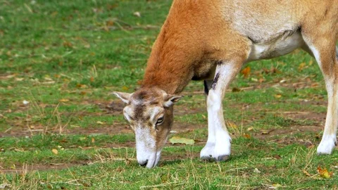 Goat Feeding Off Ground, Slow Motion Mammal in Domestic Setting Stock Footage 83995345