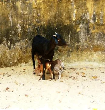 Goat feeding its kids Stock Photos