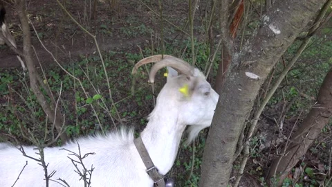 The goat feeds on bark on trees Stock Footage 248246581