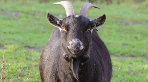 Goat in a Field Close Up Video stock 45646699