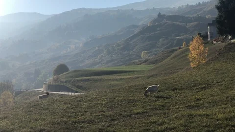 Goat on field Video stock 112444504