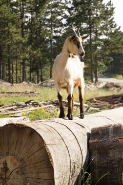 Goat on the field Stock Photos