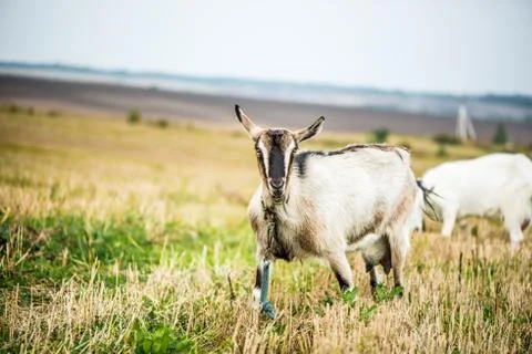 Goat on the field 스톡 사진