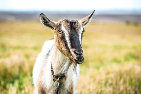 Goat on the field 스톡 사진