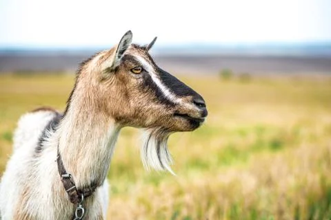 Goat on the field 스톡 사진