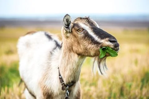 Goat on the field 스톡 사진