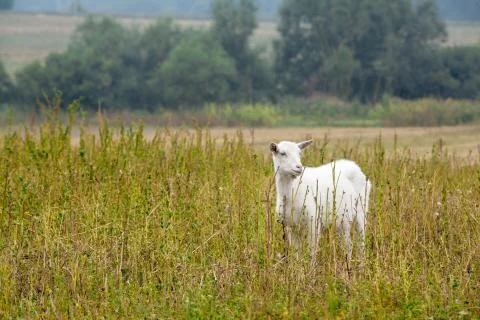 Goat on field Stock Photos